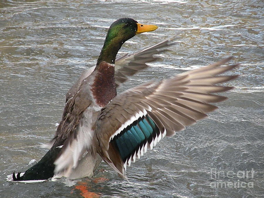 Duck Ready For Takeoff by Joanne Young Duck Ready For Takeoff by Joanne Young