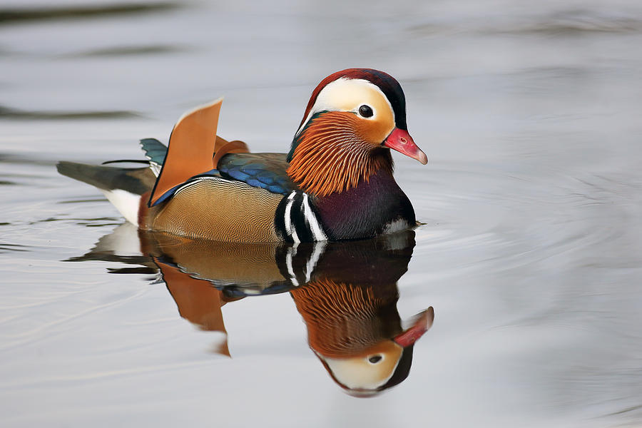 Bird Photograph - Duck Reflection by Grant Glendinning