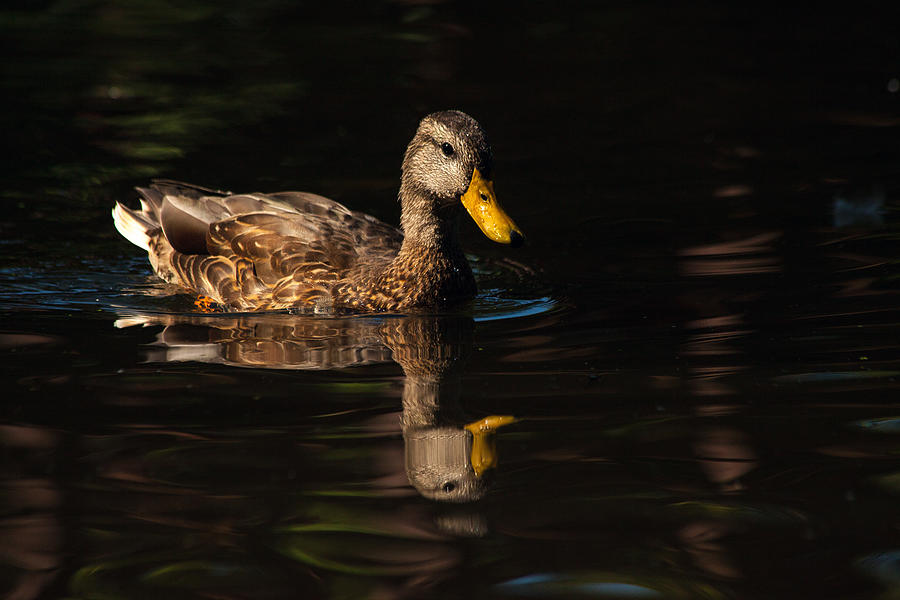 Duck Reflection Photograph by Karol Livote