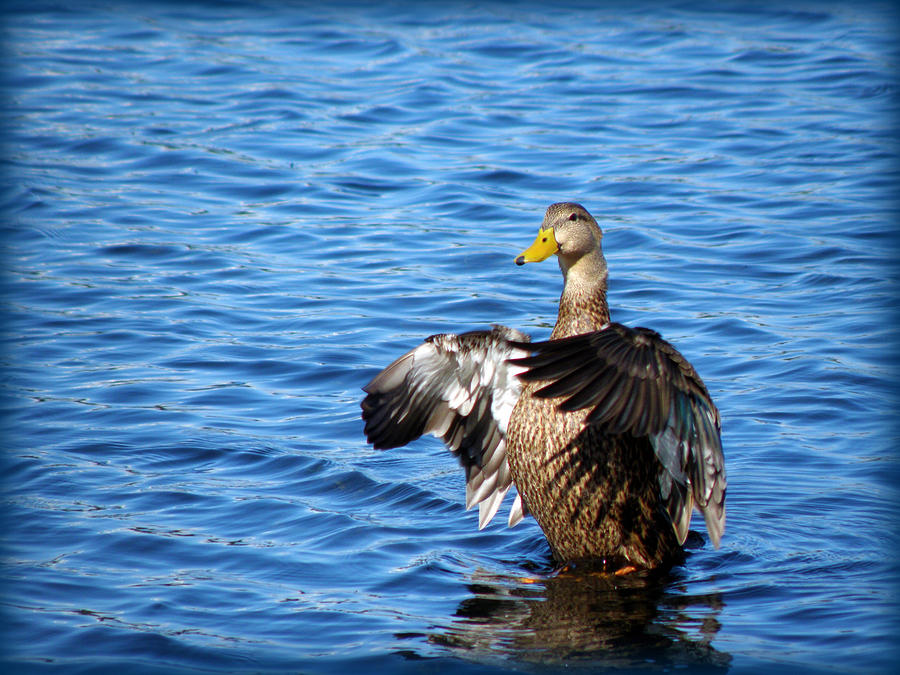 Duck Photograph by Rose  Hill