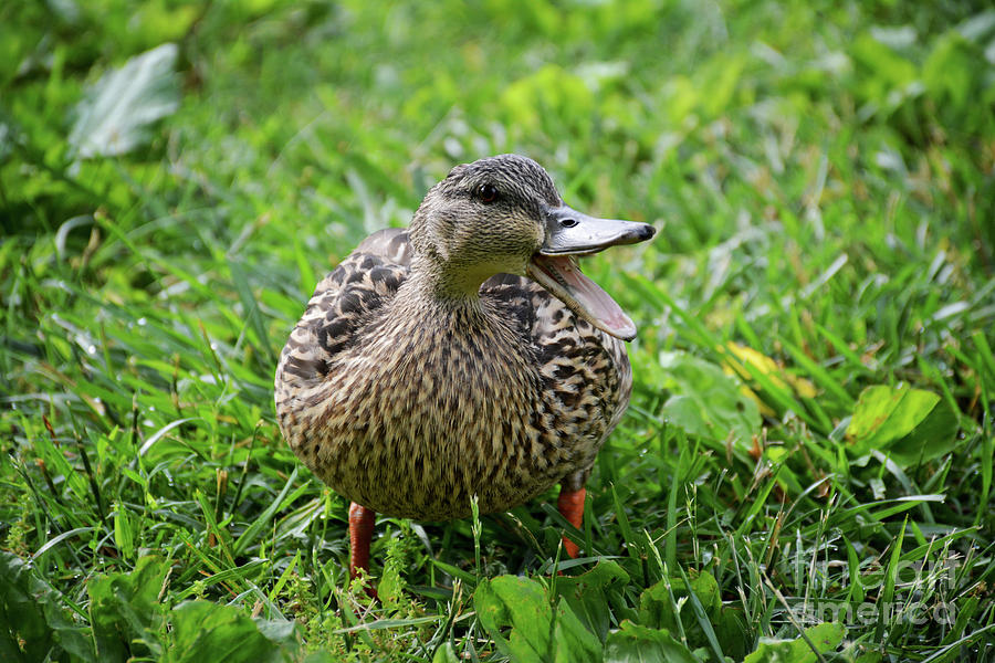 Duck Photograph by FineArtRoyal Joshua Mimbs