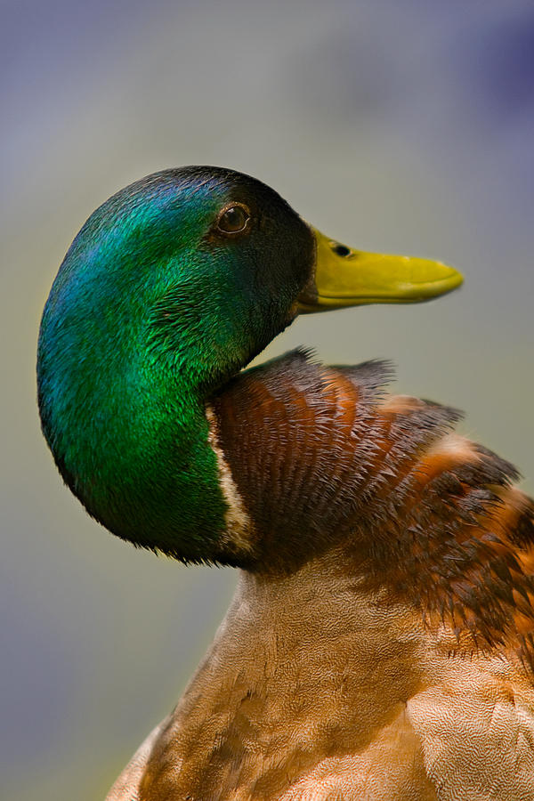Duck Photograph by Ryan Heffron