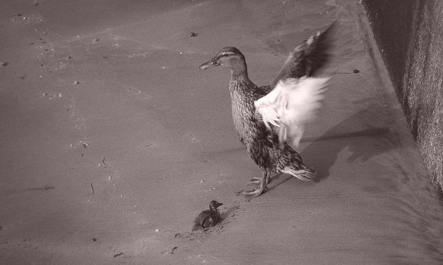 Duck series 2 Photograph by Lene Auestad - Pixels