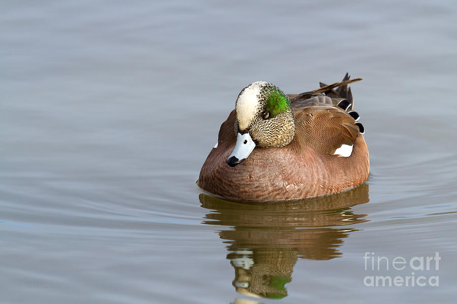 Duck Series - American Wigeon Photograph by Beve Brown-Clark Photography