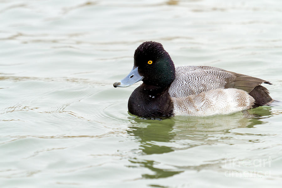 Duck Series- Greater Scaup Photograph by Beve Brown-Clark Photography