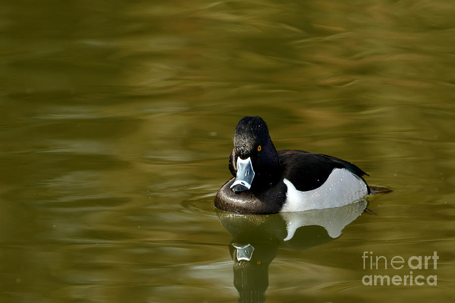 Duck Series - Ring-necked Duck Photograph by Beve Brown-Clark Photography