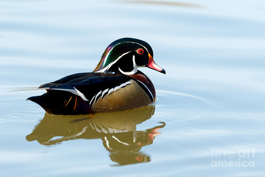 Duck Series - Wood Duck Photograph by Beve Brown-Clark Photography
