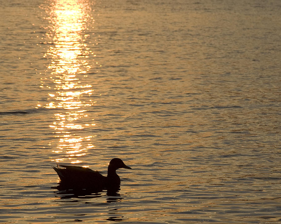 Duck Silhouette Photograph by Deborah Molitoris - Fine Art America