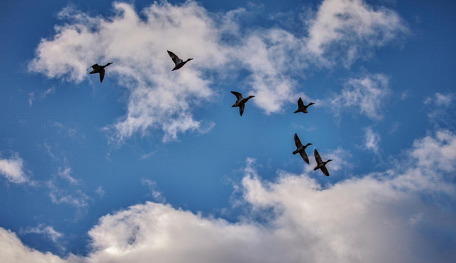 Duck silhouettes #g1 Photograph by Leif Sohlman