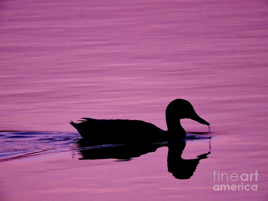Duck Sipping Silhouette Photograph by Beth Myer Photography