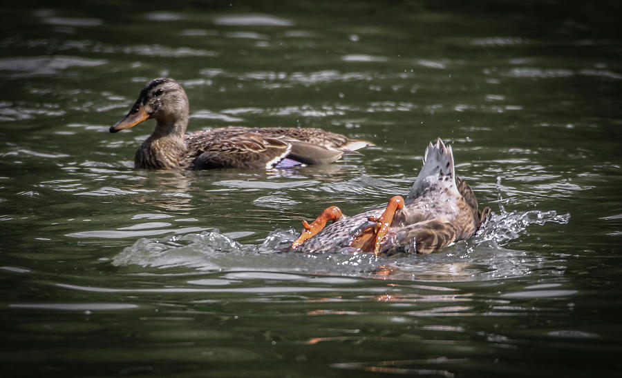 Duck Soup Photograph by Ray Congrove
