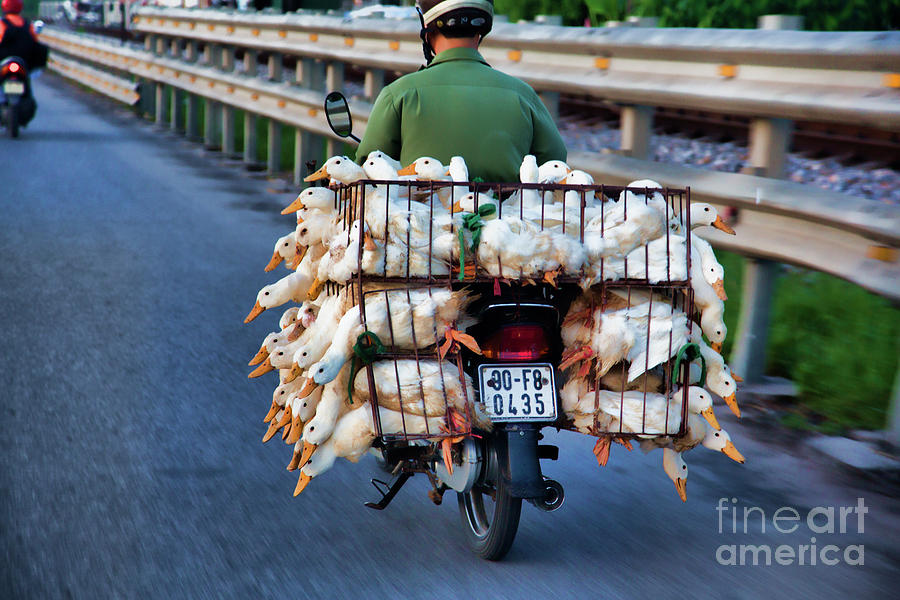 Duck Soup? Vietnam  Photograph by Chuck Kuhn