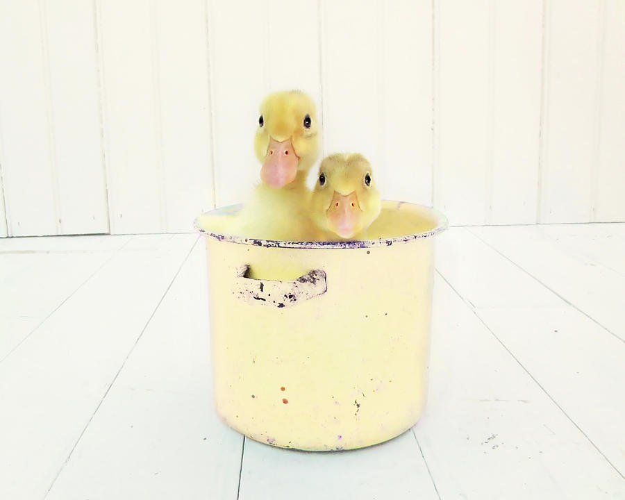 Duckling Photograph - Duck Soup - Yellow Version by Amy Tyler