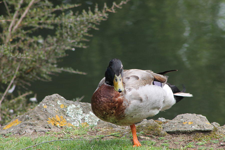 Duck standing on one leg Photograph by Jill Black - Pixels