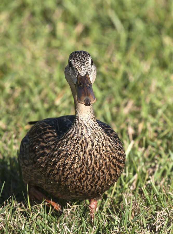 Duck Stare Photograph by Sally Weigand | Pixels