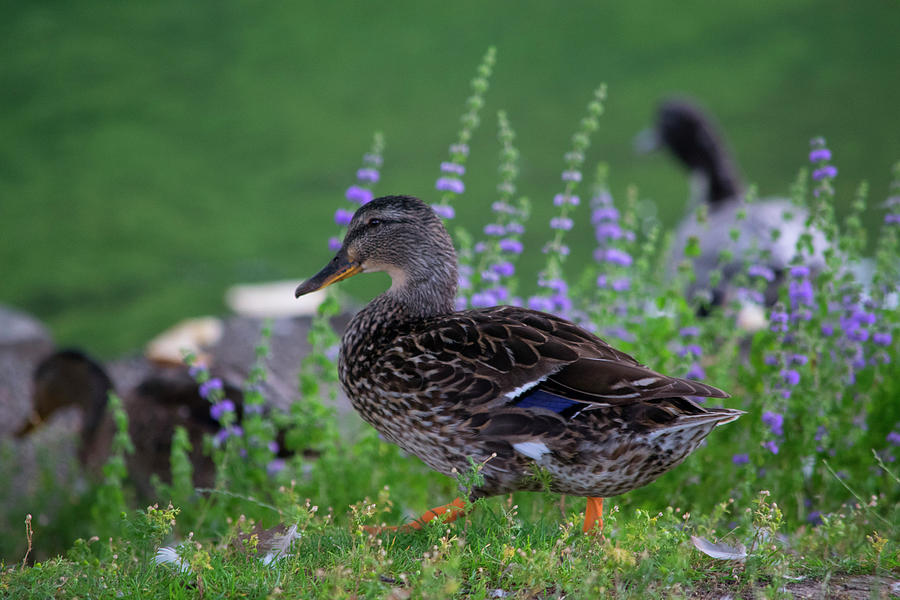 Duck Stroll Photograph by Bonnie Bruno