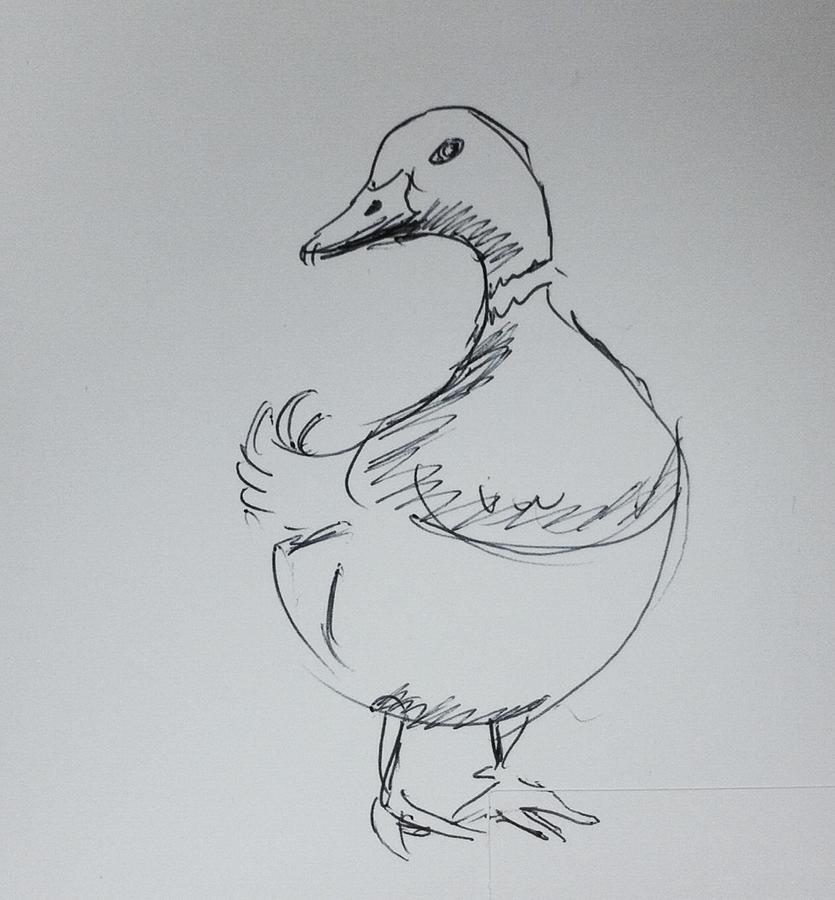 Duck study Drawing by Hae Kim - Fine Art America