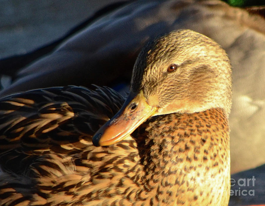 Duck Sunbathing Photograph by Cindy Schneider