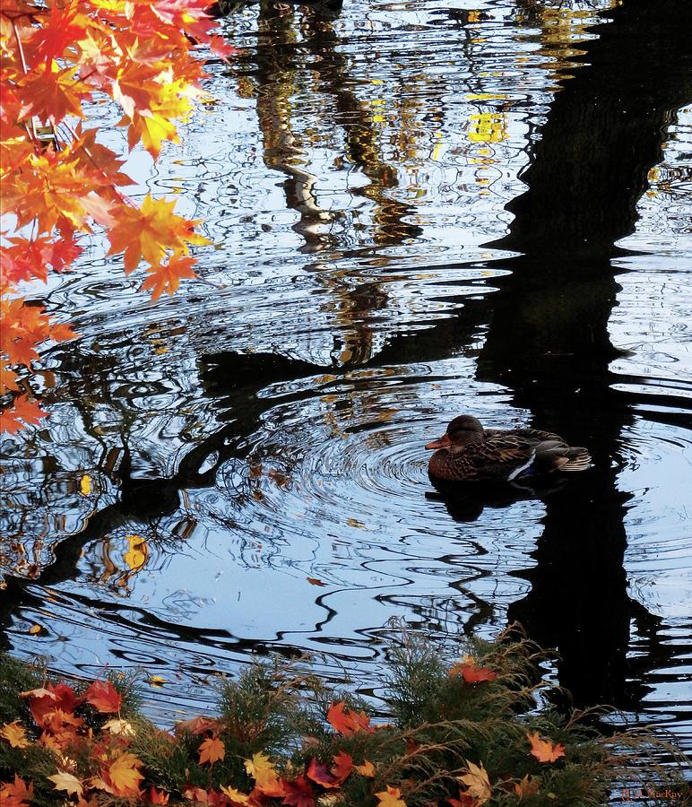 Duck Swimming in Autumn Photograph by Celtic Artist Angela Dawn MacKay