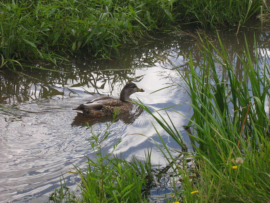 Duck swimming in stream Photograph by Devorah Shoshanna