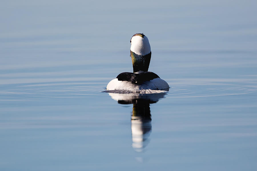 Duck Tail Photograph by Bill Wakeley