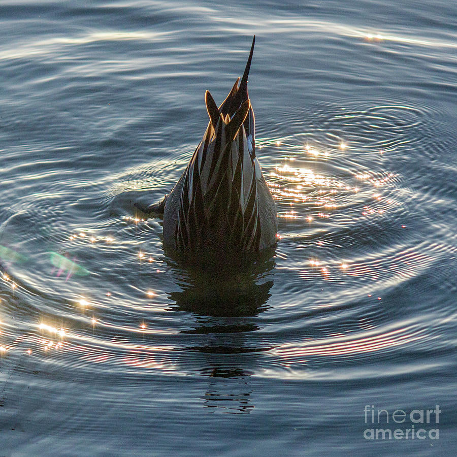 Duck Tail Photograph by Cheryl Del Toro