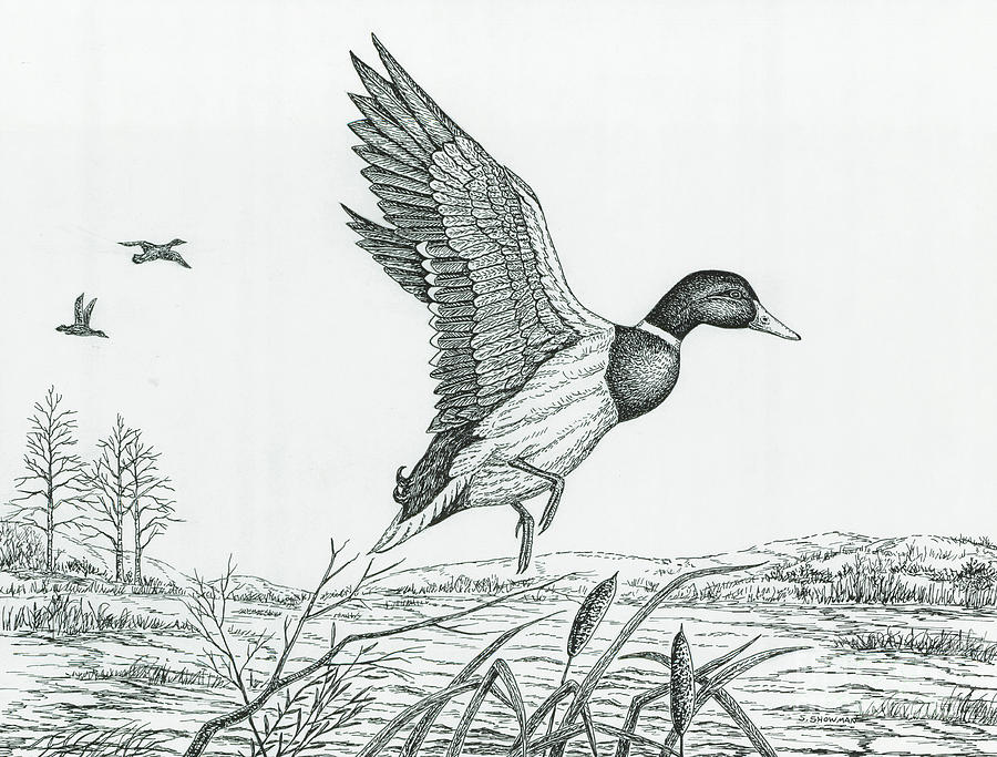 Duck Taking Flight Painting by Samuel Showman