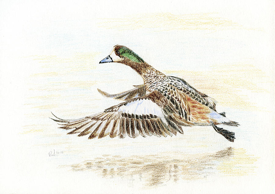 Duck taking off. Painting by Raffaella Lunelli