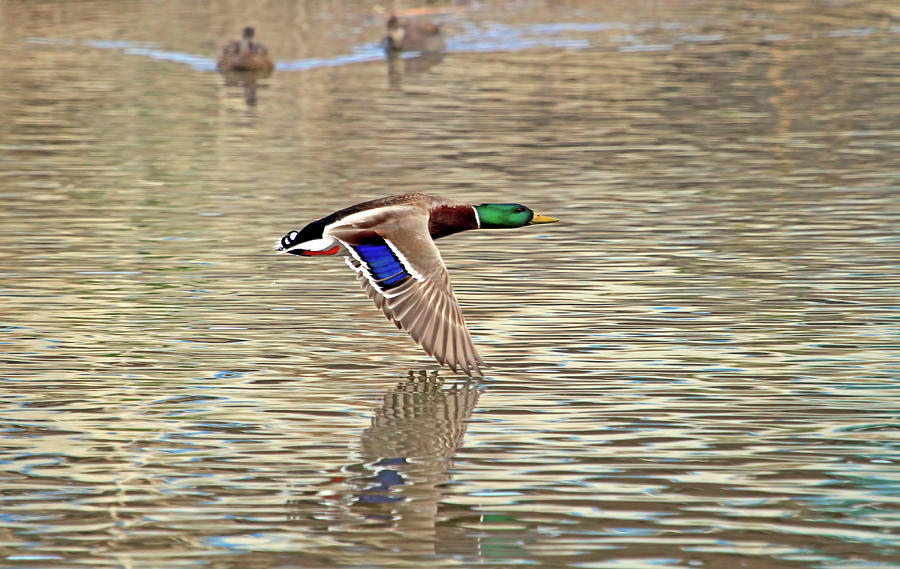 Duck Tales Photograph by Donna Kennedy