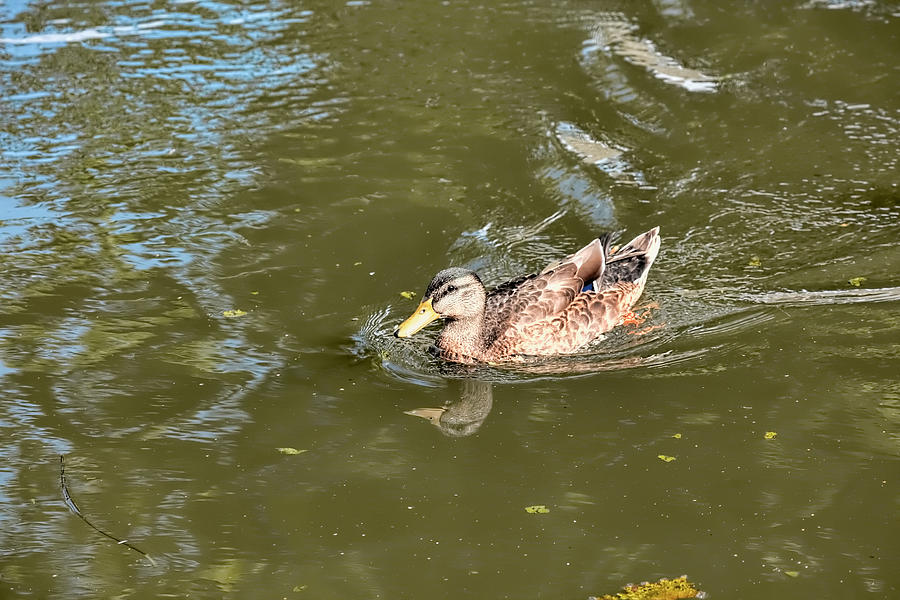 Duck Photograph - Duck Test by Leif Sohlman