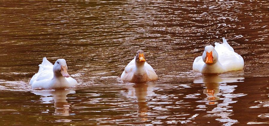 Duck Trio Photograph by Eileen Brymer