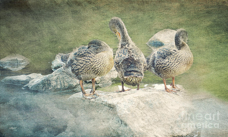 Duck Photograph - Duck Trio by Jutta Maria Pusl