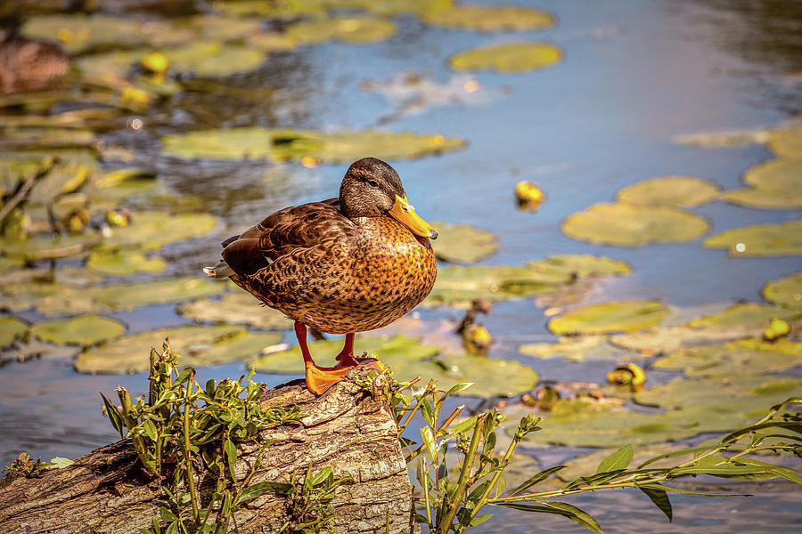 Duck view #g6 Photograph by Leif Sohlman