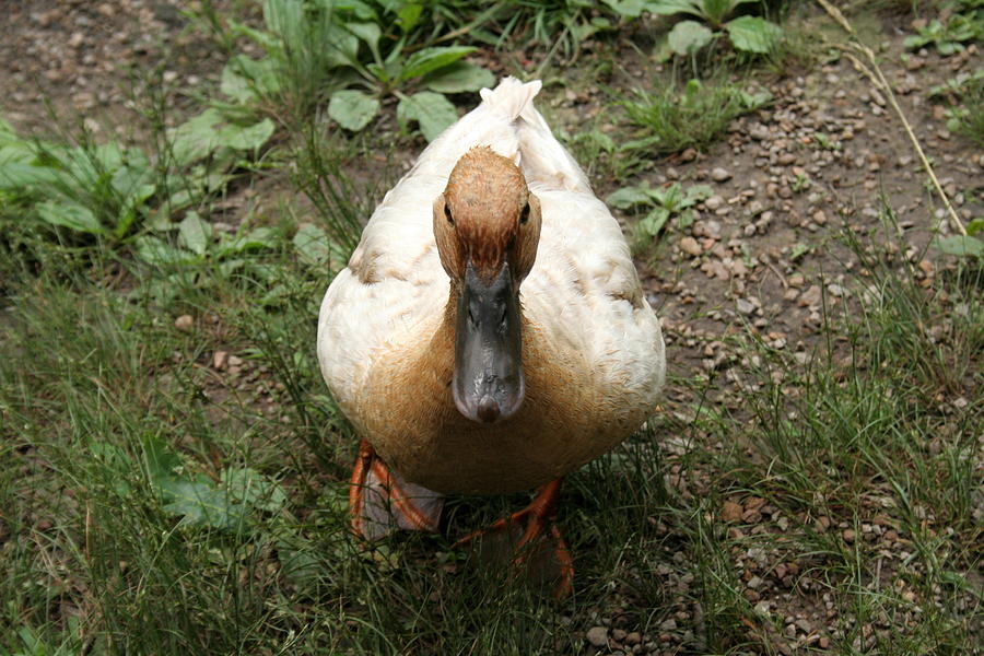 Duck waiting for a treat Photograph by Valerie Collins