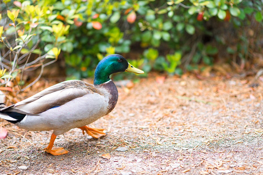 duck-walk-photograph-by-kevin-clark-fine-art-america