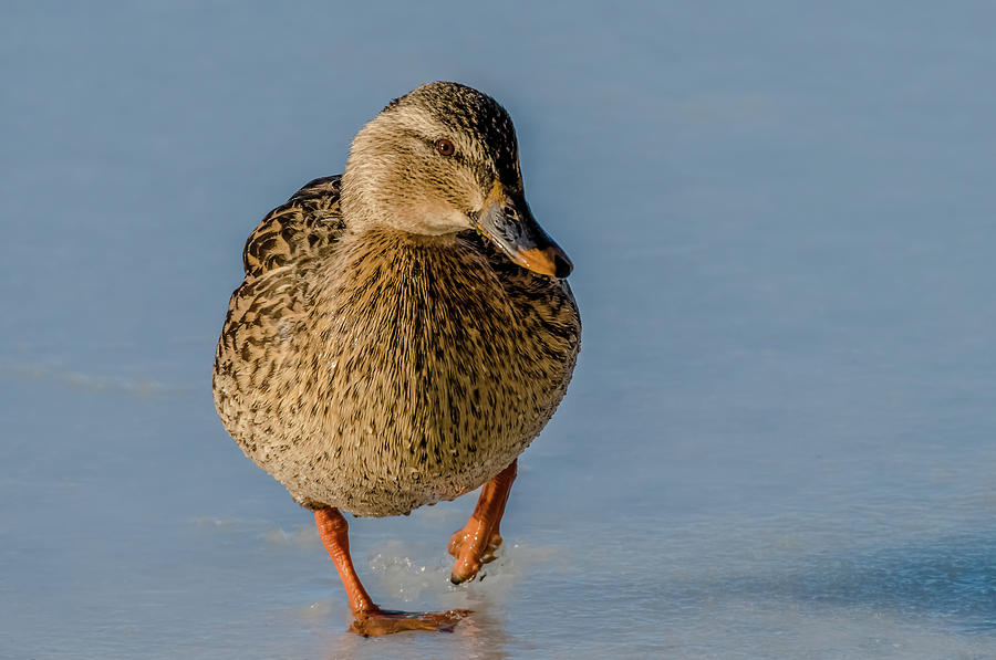 Duck Walk On Ice Photograph by Yeates Photography