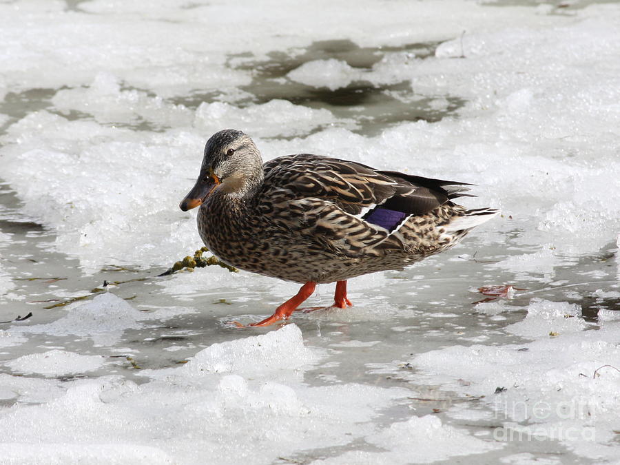 Duck Walking on Thin Ice Photograph by Carol Groenen