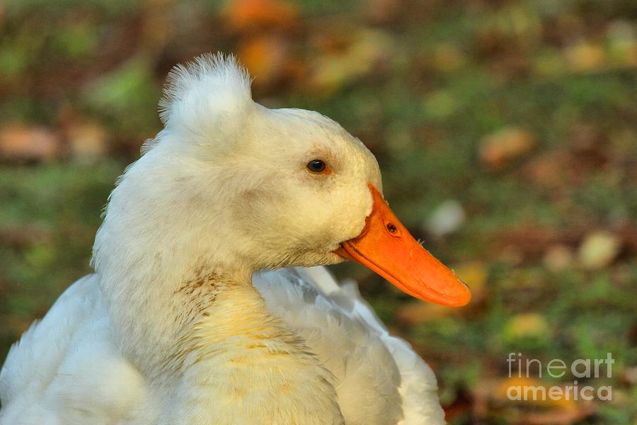 Bird Photograph - Duck With A Mohawk by Adam Jewell