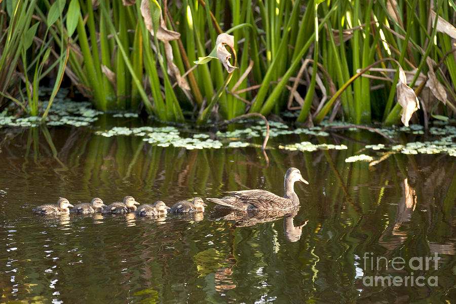 Duck with babies Photograph by Anthony Totah