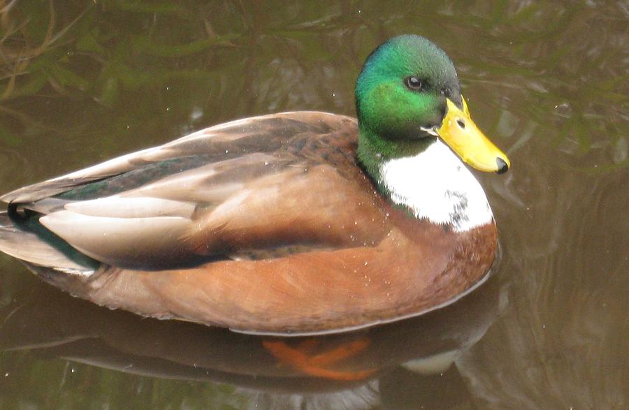 Duck with bib Photograph by Amelia Emery | Fine Art America