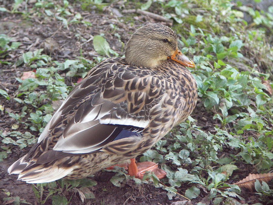 Duck Photograph - Duckie by Deborah Selib-Haig