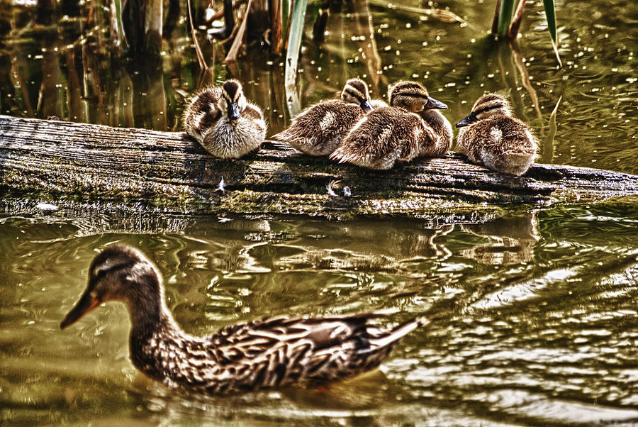 Duckies Photograph by Cameron Wood