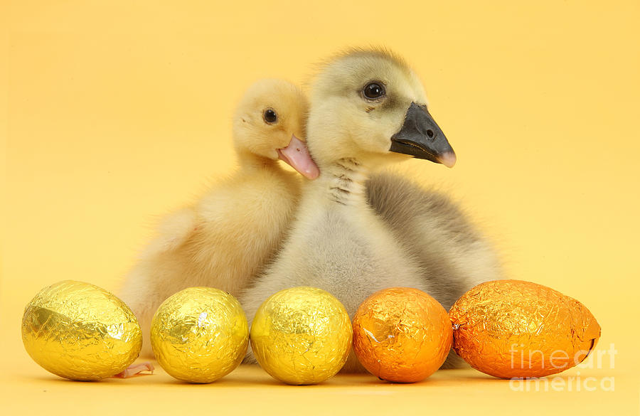 Duckling and Gosling at Easter Photograph by Warren Photographic