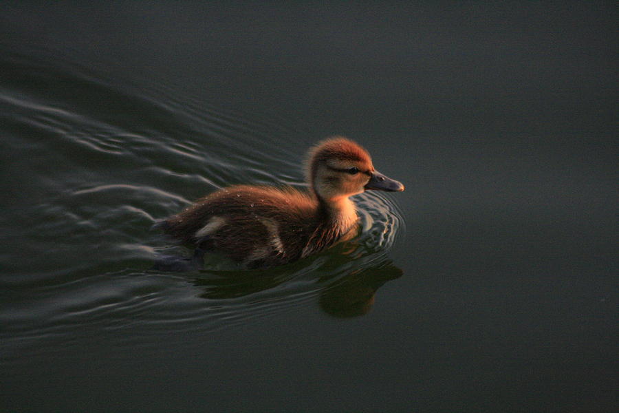Duckling at Sunrise Photograph by Christopher J Kirby