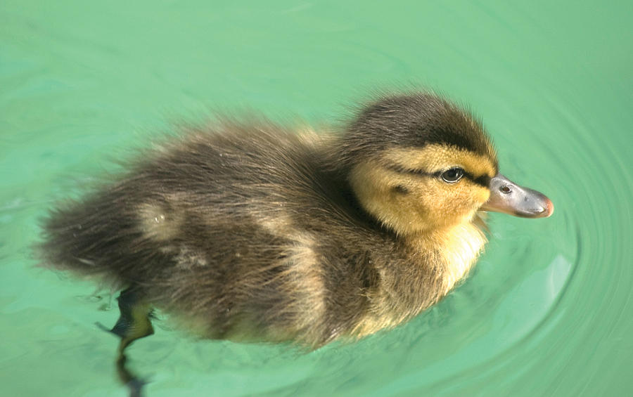 Duckling close up Photograph by Steve Somerville