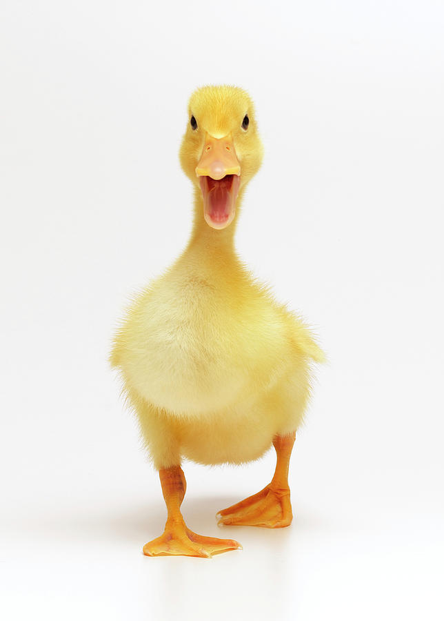 Duckling Photograph by Don Farrall