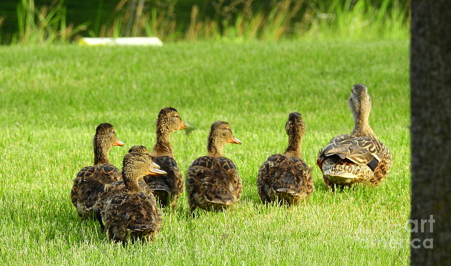 Duckling Family Photograph by Carol Komassa