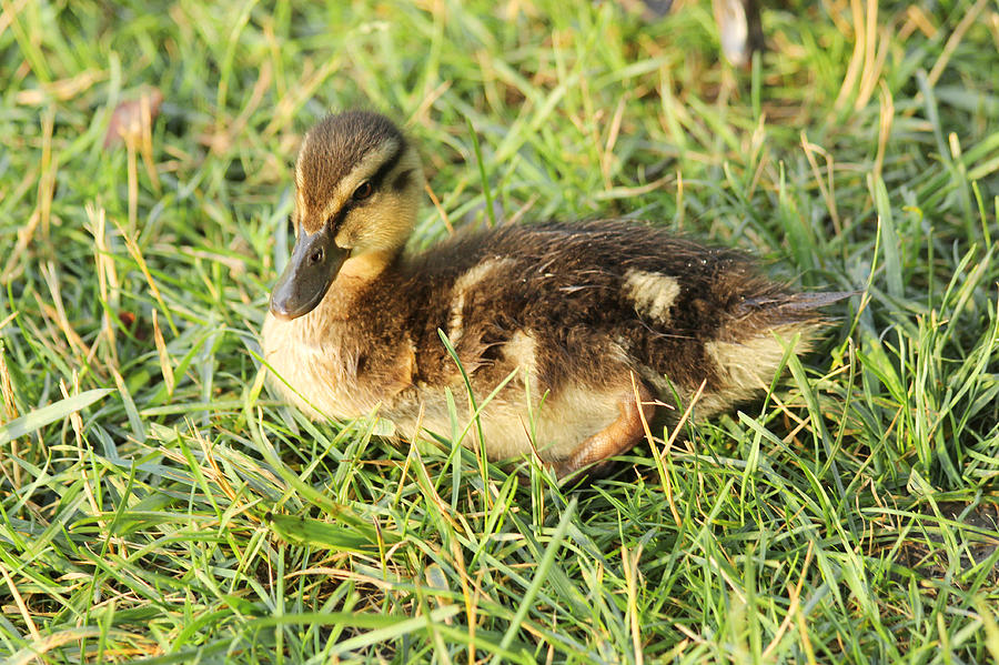 Duckling In The Grass Photograph By David Stasiak - Fine Art America