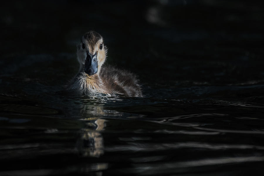 Duckling Into Darkness Photograph