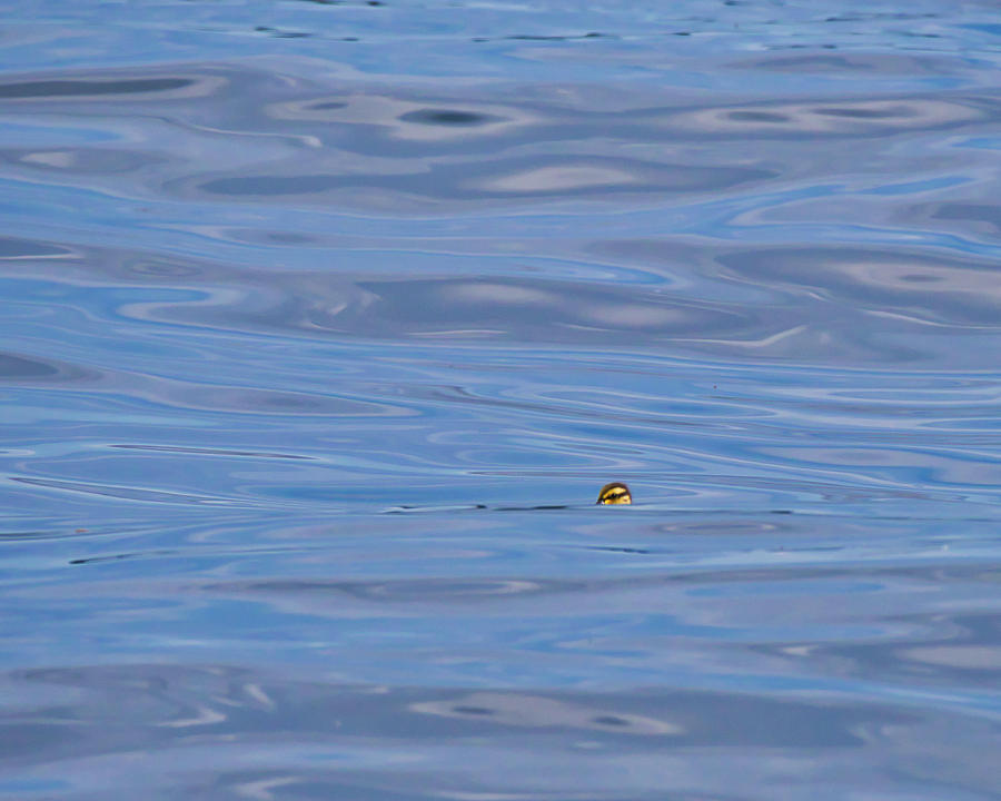 Duckling - Lake Monona - Madison Photograph by Steven Ralser